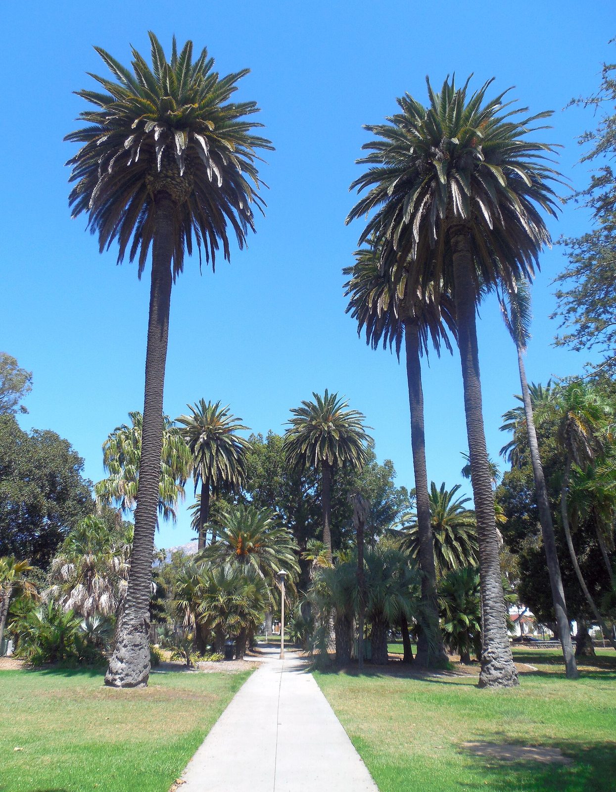 Vote Early Rally Gathers at Alameda Park on Saturday, With a March to the City Hall Ballot Drop Box