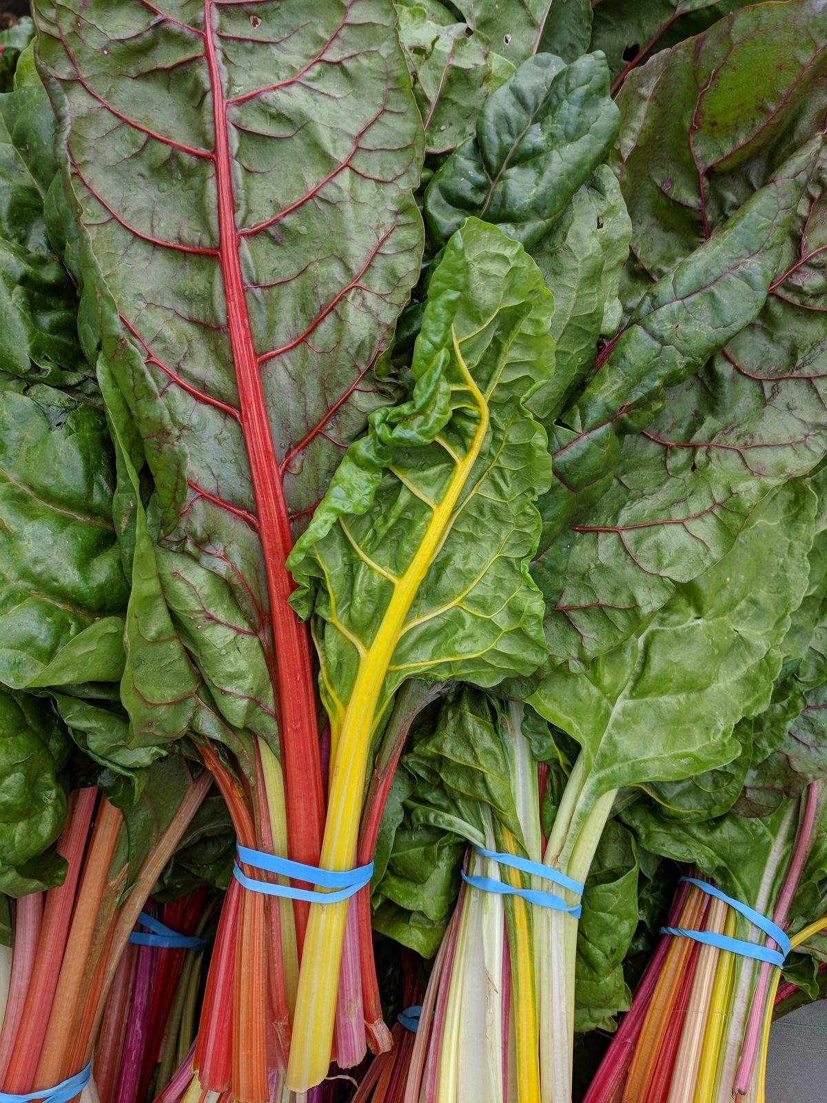 Rainbow chard from a produce vendor at the Campbell farmers market in Campbell, California. Solvang's certified market brings together regional growers, ranchers and food purveyors.