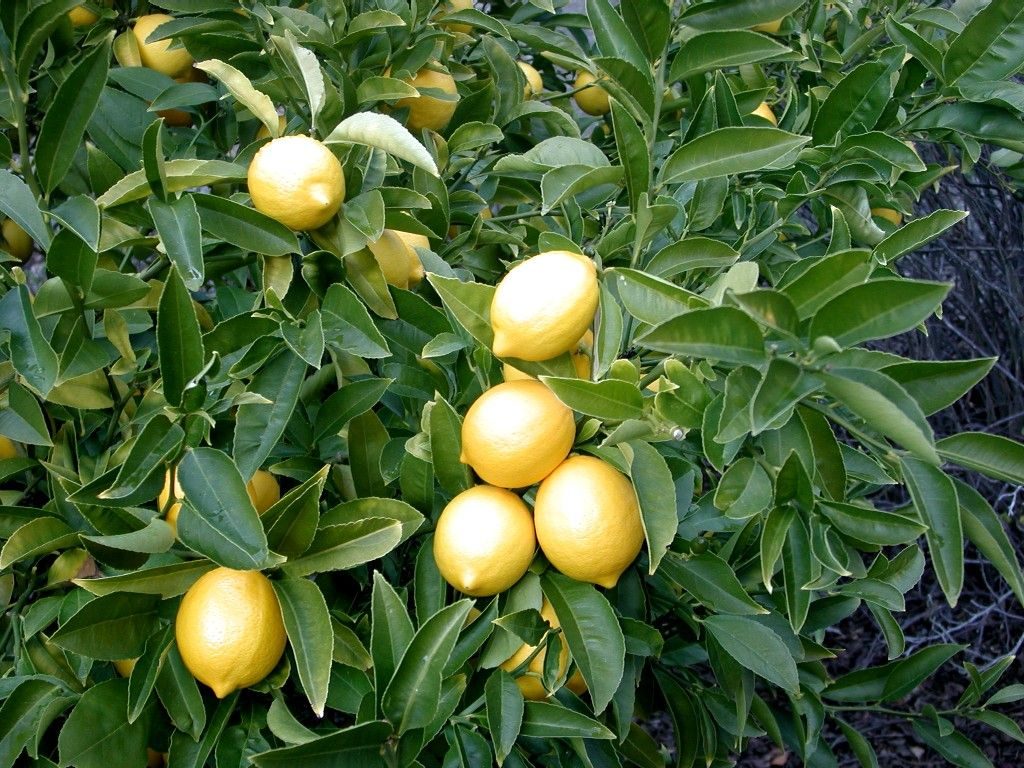 Lemons ripening on a tree
