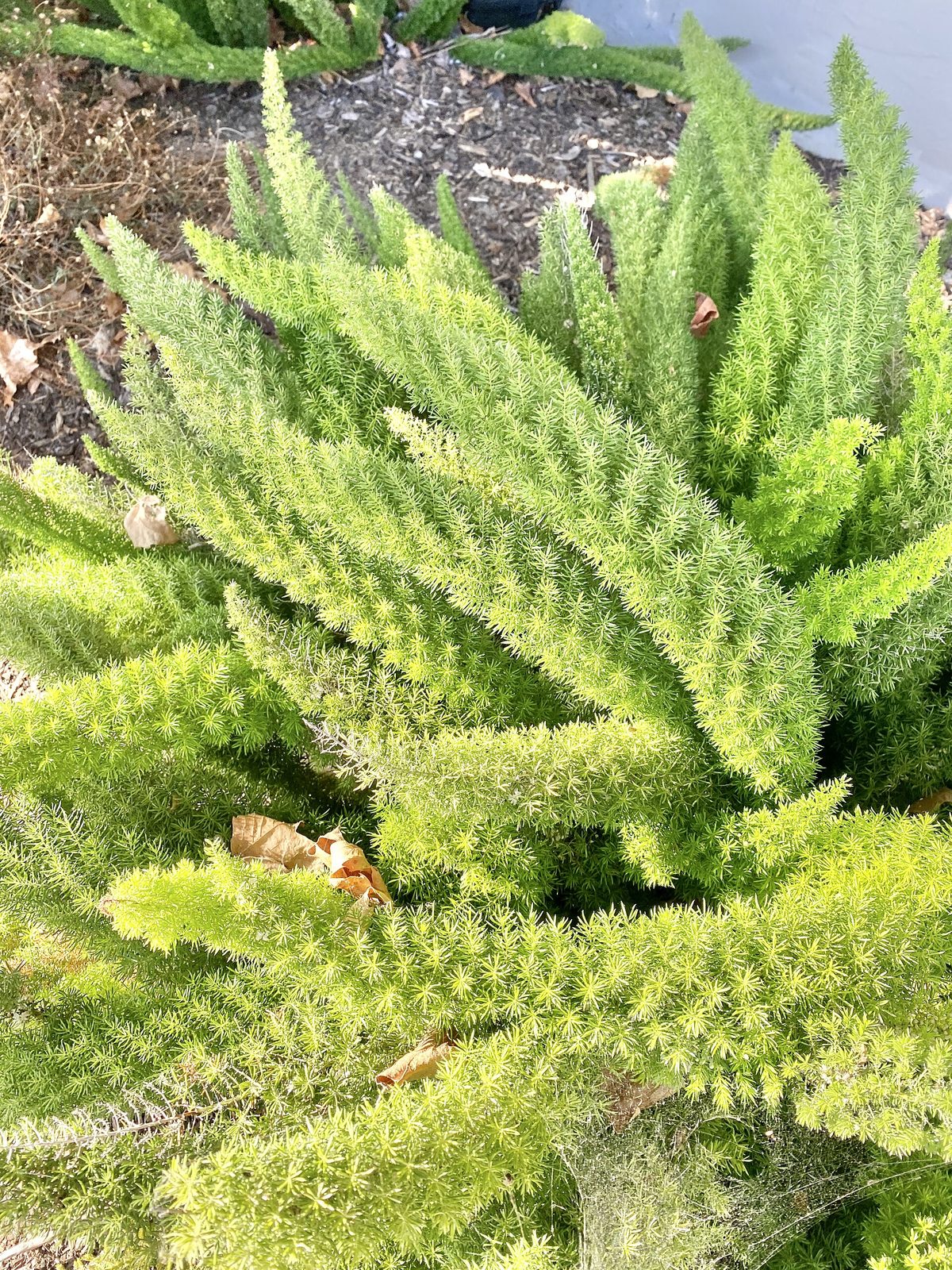 Foxtail fern landscaping of the kind planted along State Street. A fee study for the program is targeted to return to the council on Dec. 15.